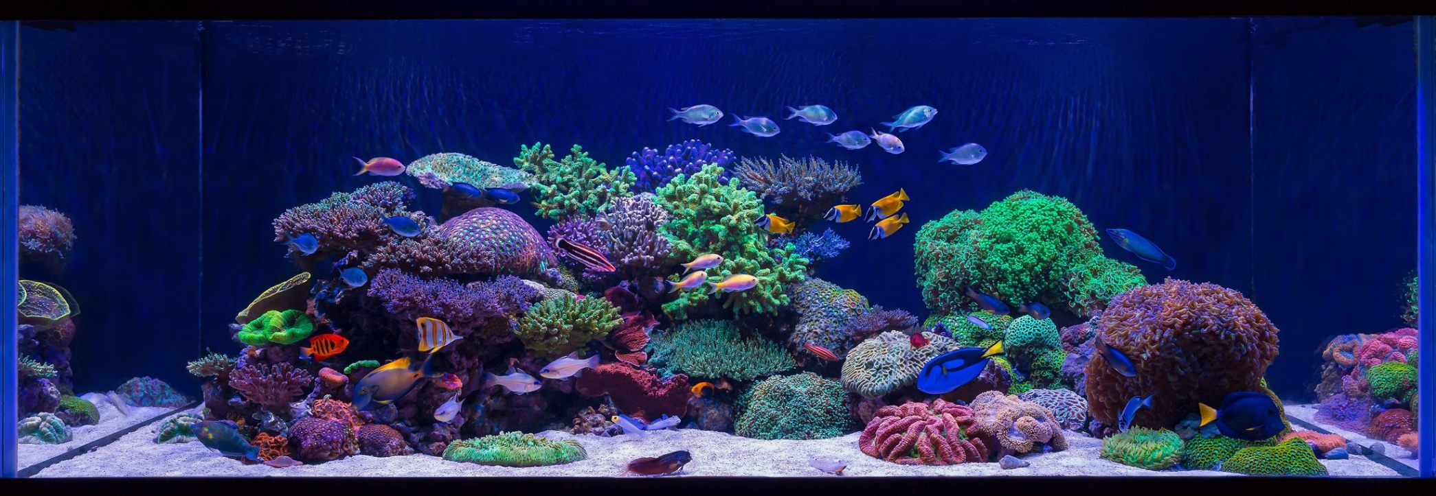 aquatic reef design Bulan 1 Aquarium Design Group