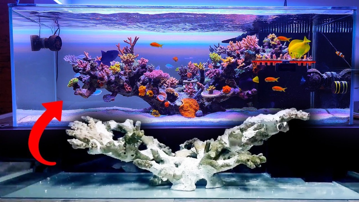 Unleash Your Underwater Paradise: Innovative Aquatic Reef Design Ideas For Your Home Or Business